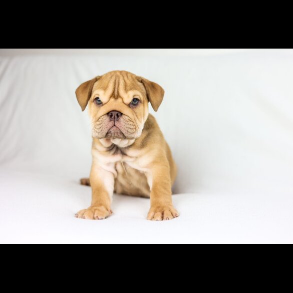 English Bulldog - Both