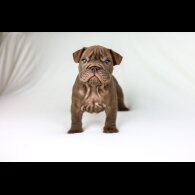 English Bulldog - Both
