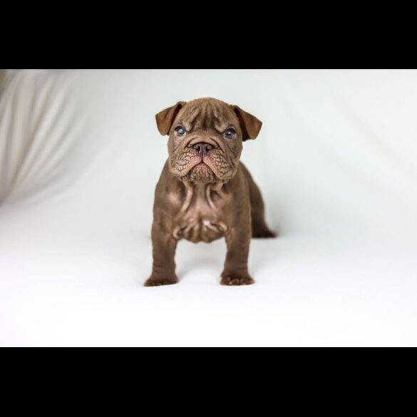 English Bulldog - Both