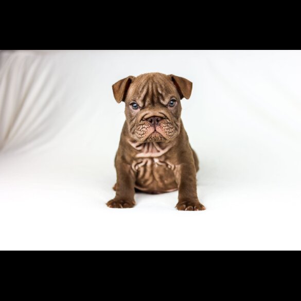 English Bulldog - Both