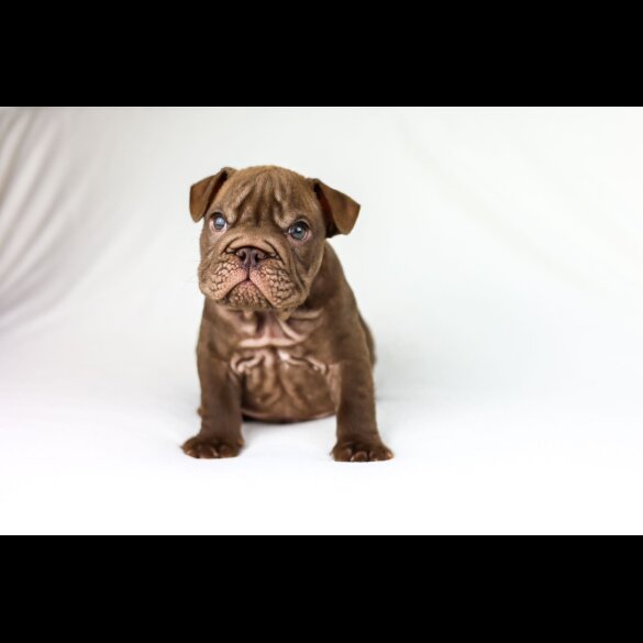English Bulldog - Both