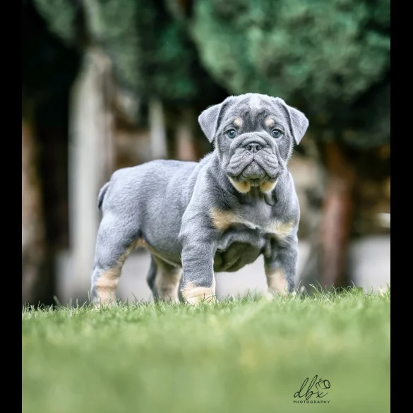 English Bulldog - Bitches