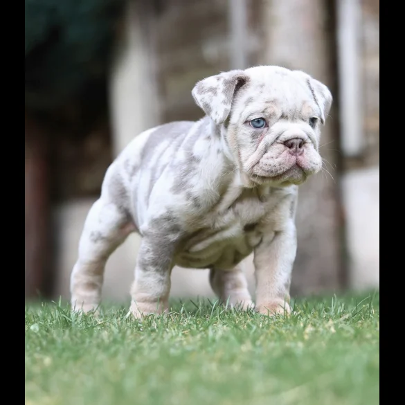 English Bulldog - Bitches