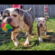 English Bulldog - Both