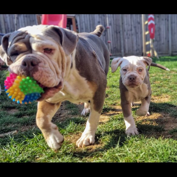 English Bulldog - Both