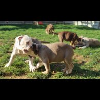 English Bulldog - Both