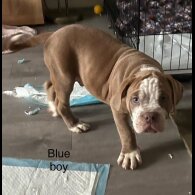 English Bulldog - Dogs