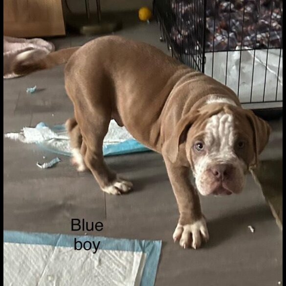 English Bulldog - Dogs