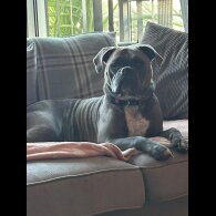 English Bulldog - Dogs