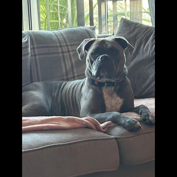 English Bulldog - Dogs