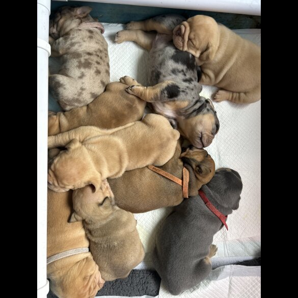 English Bulldog - Both