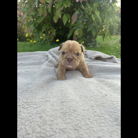 English Bulldog - Both