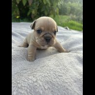 English Bulldog - Both