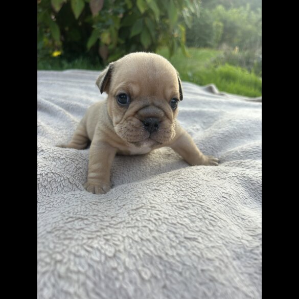 English Bulldog - Both