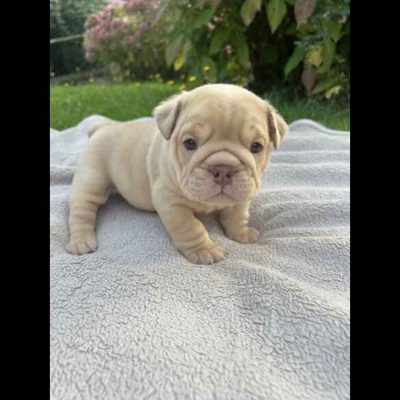 English Bulldog - Both