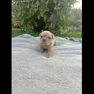 English Bulldog - Both