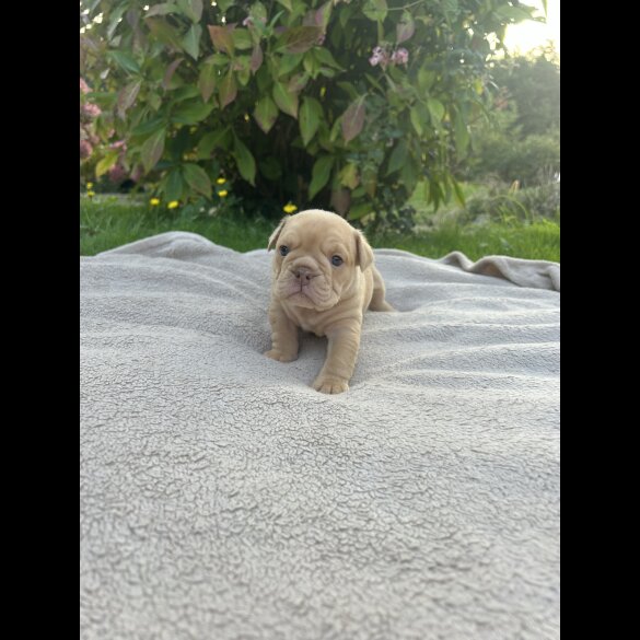 English Bulldog - Both
