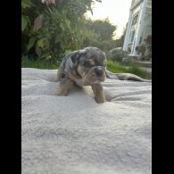 English Bulldog - Both