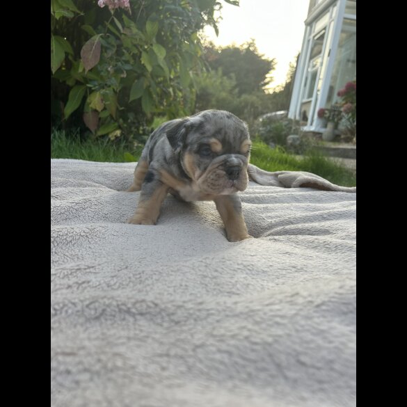 English Bulldog - Both