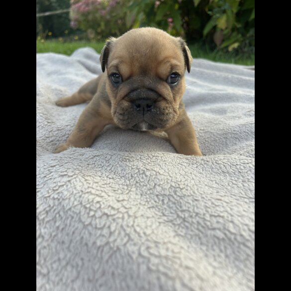 English Bulldog - Both
