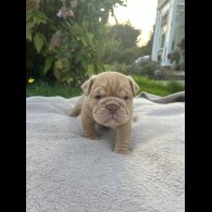 English Bulldog - Both