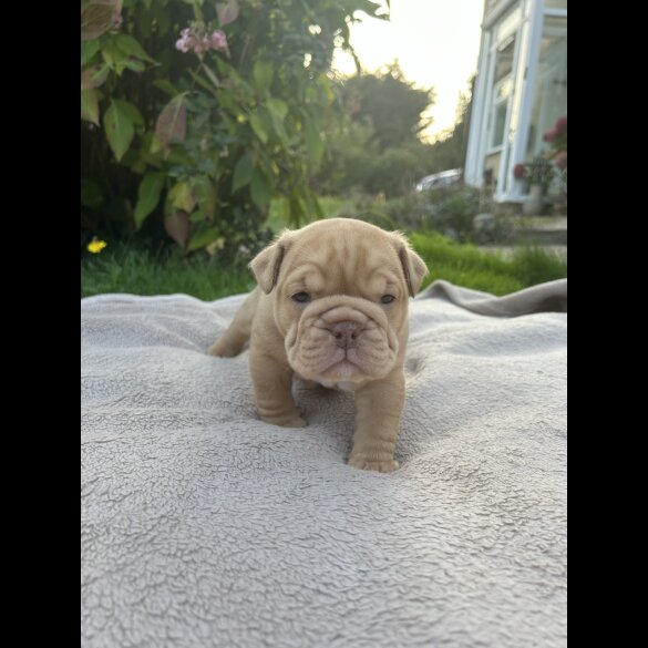 English Bulldog - Both
