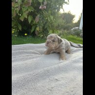 English Bulldog - Both