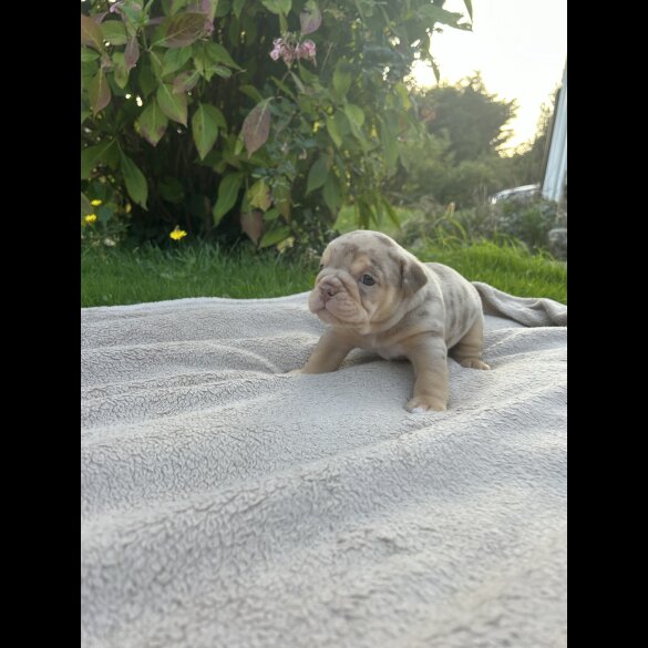 English Bulldog - Both