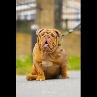 English Bulldog - Both