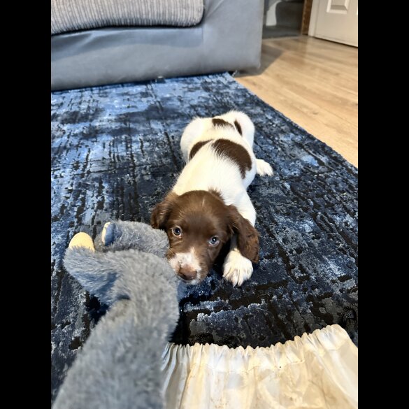English Springer Spaniel - Both