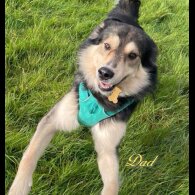 Mixed Breed - Both