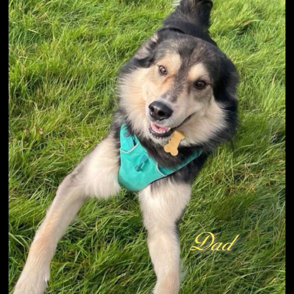 Mixed Breed - Both