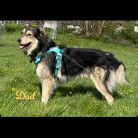 Mixed Breed - Both