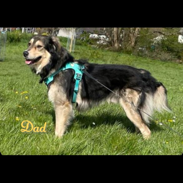 Mixed Breed - Both