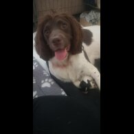 Mixed Breed - Both