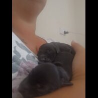 Mixed Breed - Both