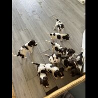 English Springer Spaniel - Both