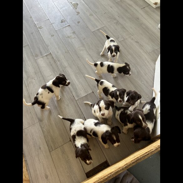 English Springer Spaniel - Both