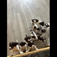 English Springer Spaniel - Both