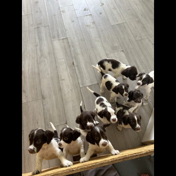 English Springer Spaniel - Both