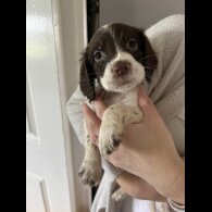English Springer Spaniel - Both