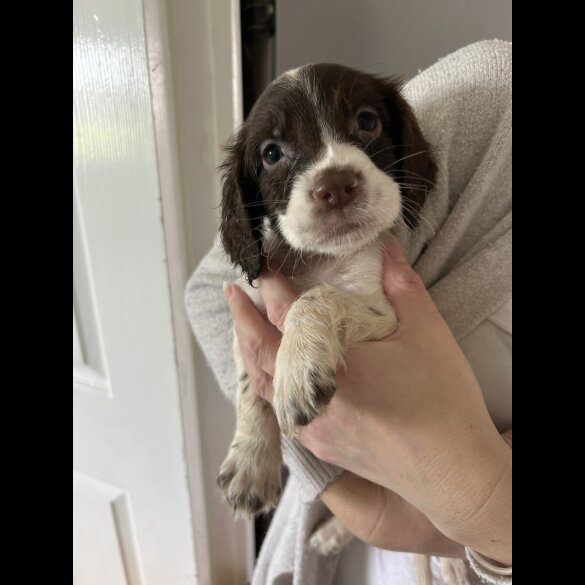 English Springer Spaniel - Both