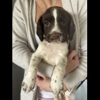 English Springer Spaniel - Both