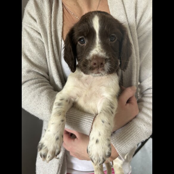 English Springer Spaniel - Both