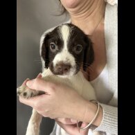 English Springer Spaniel - Both