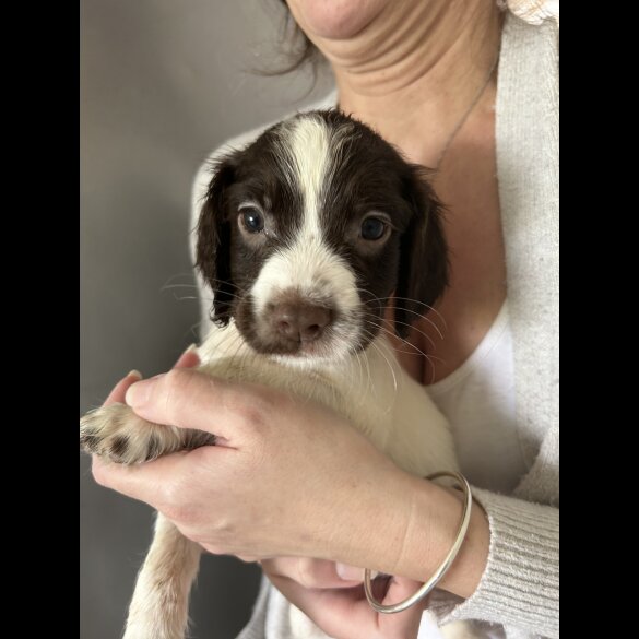 English Springer Spaniel - Both