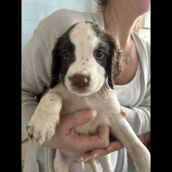English Springer Spaniel - Both
