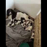 English Springer Spaniel - Both