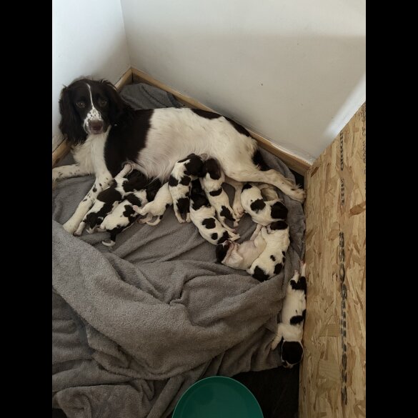 English Springer Spaniel - Both