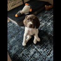 English Springer Spaniel - Both
